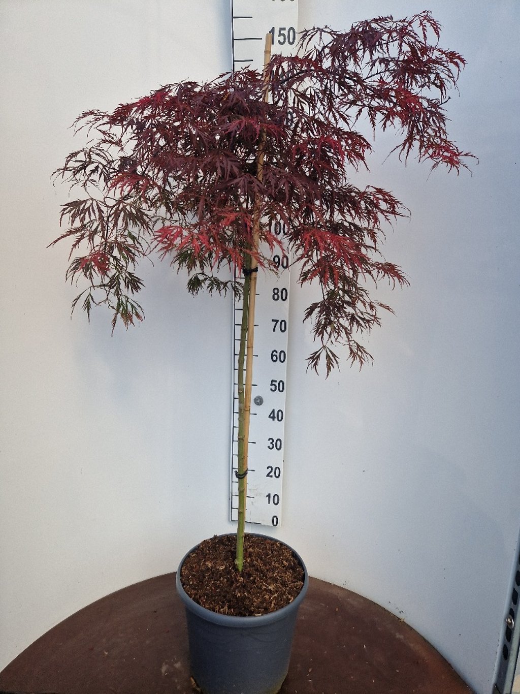 Japansk lönn – Acer pal. 'Crimson Princess' - 90 CM Stem C20
